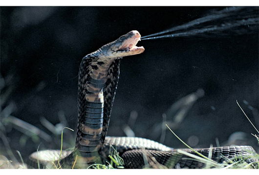 Pregon Agropecuario :: Estudio asegura que el veneno de las cobras  evolucionó para causar un mayor daño - Reino animal - Ponzoñosos y Tóxicos