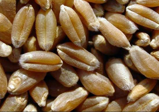 Pregon Agropecuario :: Los investigadores desarrollan trigo con granos  grandes - Cereales - Trigo